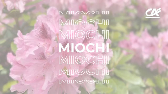 Cliquez ici pour séléctionner le projet MIOCHI
